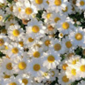 Meet your Posher, Trinity